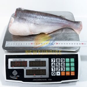 Alternative view of Pangasius HGT