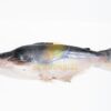 Pangasius Whole Round