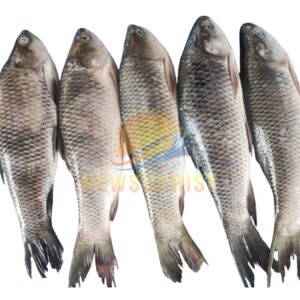 Frozen Rohu Fish Whole Round