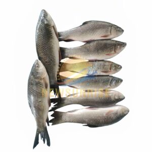 Alternative view of Frozen Rohu Fish Whole Round
