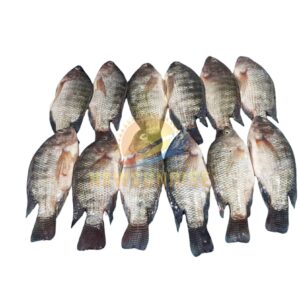 Tilapia Whole Round